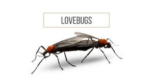 Lovebugs